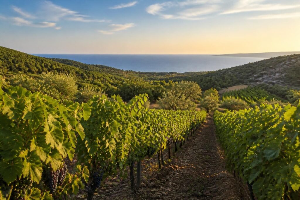 découvrez le domaine montplaisir à narbonne, un havre de paix entre vignes luxuriantes et la douceur de la méditerranée, idéal pour un séjour ressourçant.