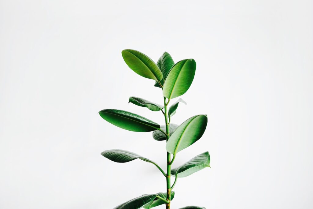rubber plant