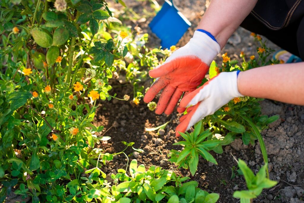 découvrez nos conseils de jardinage pratiques pour entretenir votre jardin, améliorer la croissance de vos plantes et créer un espace extérieur magnifique.